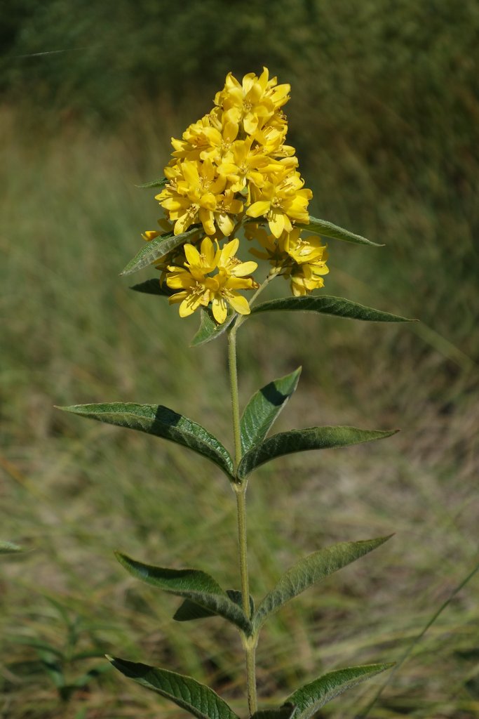 Lysimachia vulgaris